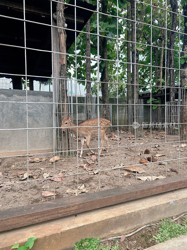 Spotted deer, Chital deer, Rusa tutul, or Axis deer in the cage.